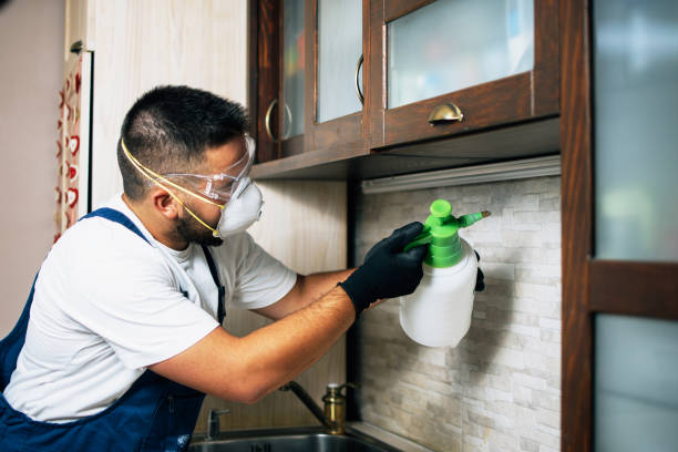 Best Flea Control Services  in Walnut Park, CA
