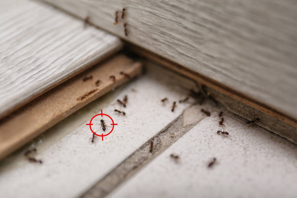 Best Best Pest Control Companies  in Walnut Park, CA