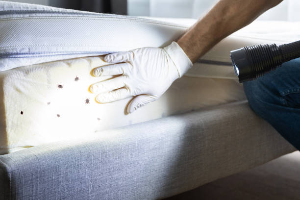 Best Best Pest Control Companies  in Walnut Park, CA